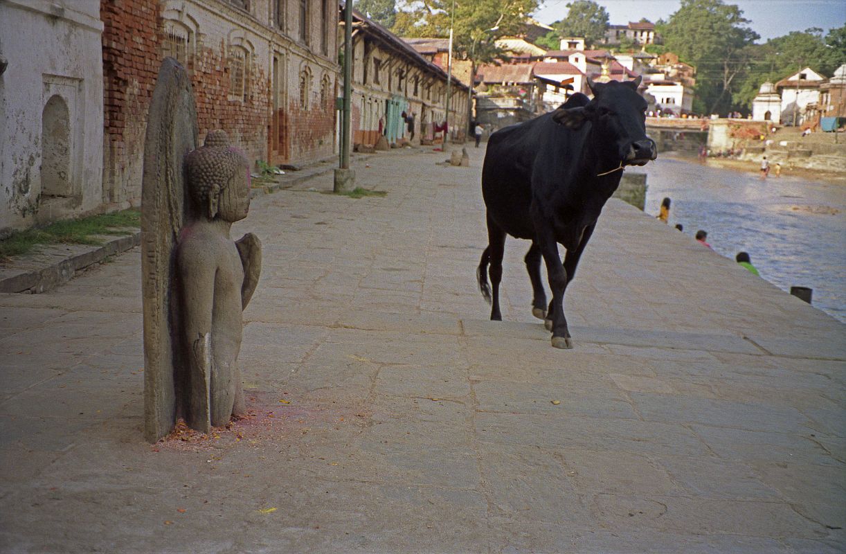 Kathmandu Pashupatinath 06 Cow Walking Past 7C Half-Buried Buddha Statue Cows are sacred to Hindus and wander freely around Kathmandu. Here one wanders down between the 7th century statue of Buddha and the Bagmati River at Pashupatinath in Kathmandu.
